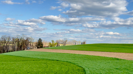 Spring landscape with green field, blue sky and white clouds, nature series, farm crops, country...