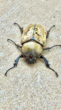 Rhinoceros beetle on the ground, closeup of photo