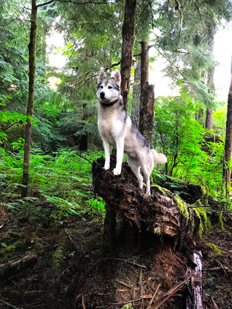 Dog standing on a tree stump in the forest in summer, walking through the woods,
