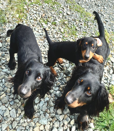 Miniature Dachshund and Black Miniature Dachshundの写真素材