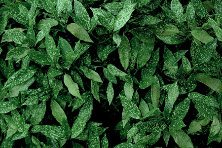 Creative layout made of green leaves. Flat lay. Nature background
