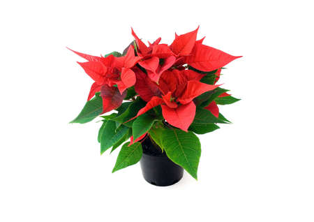 Poinsetta in pot isolated on white backgroundの写真素材