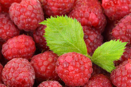fresh raspberry background with a green leaf
