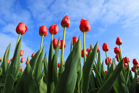red tulips against blue sky with some cloudsの写真素材