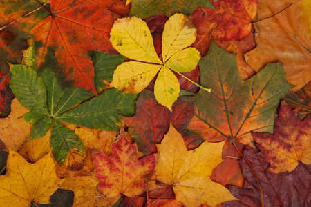 colorful autumn leaf background imageの写真素材