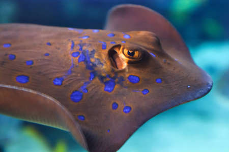 stingray looking at me