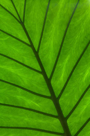 green leaf textureの写真素材