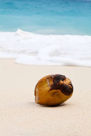 coconut on beach in sandの写真素材