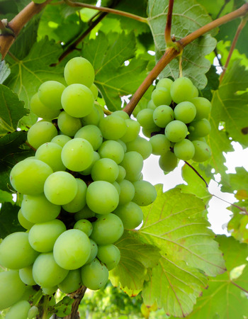 Green grapes on vine の写真素材