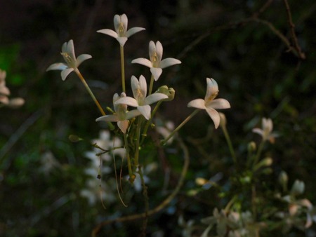 white flowersの写真素材