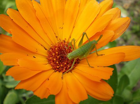 flower and grasshopper     の写真素材