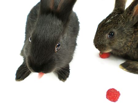 rabbits eating raspberries and loll tongueの写真素材