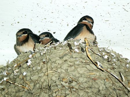 swallowsの写真素材