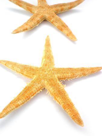 two beautiful starfish isolated on white backgroundの写真素材