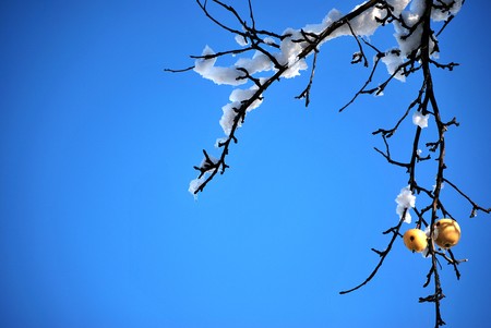 apple hanging on a tree with snow in winterの写真素材