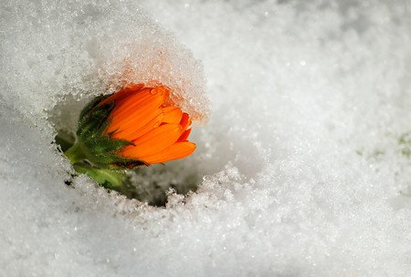 spring is coming flower growing up the snowの写真素材