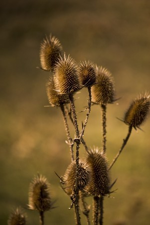 thistle in a field in autumn