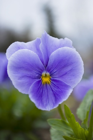 beautiful viola pansy flower at spring in a gardenの写真素材