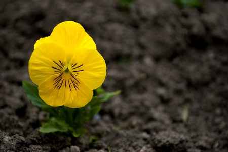 beautiful viola pansy flower at spring in a gardenの写真素材