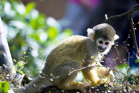 little cute monkeys playing on a tree in zoo