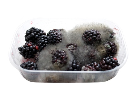 rotten blackberries in a plastic box isolated on whiteの写真素材