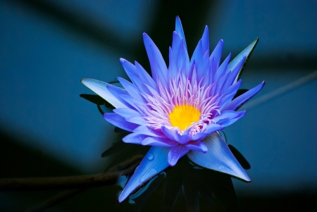 beautiful blue water lily in Kew Gardens Londonの写真素材