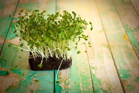 fresh organic watercress spruots on wooden background
