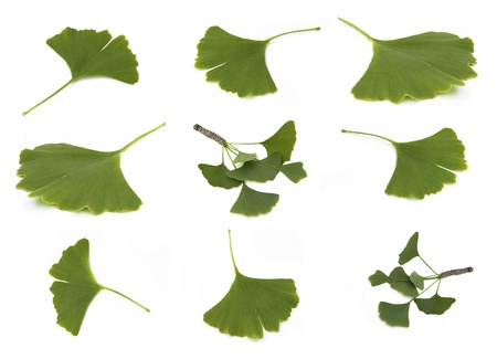 fresh green ginkgo biloba branch with leaves isolated on white backgroundの写真素材