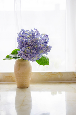 huge bue hydrangea in a vase against a window backlightの写真素材