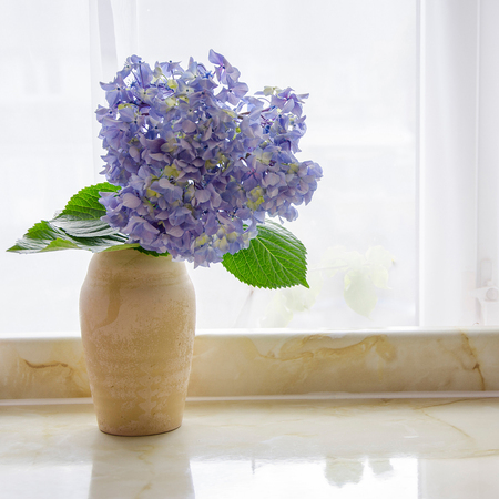huge bue hydrangea in a vase against a window backlightの写真素材