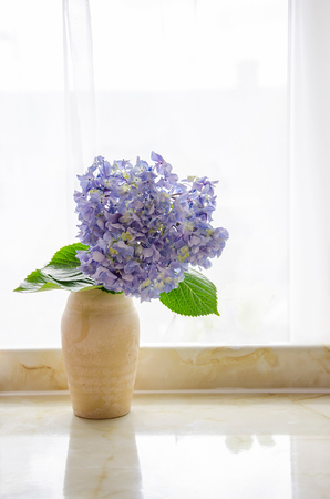 huge bue hydrangea in a vase against a window backlightの写真素材