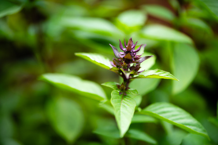 asian vegetable basil leaf.closeup basil leaf for cook.fresh basil leaves from Thailand.basil garden.put forth leaves.be in bud.の写真素材