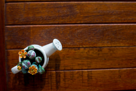 Beautiful cactus on the table wooden.の写真素材
