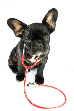 french bulldog in the stethoscope isolated backgroundの写真素材