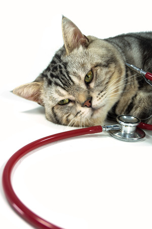 sleeping cat with a stethoscope on his neck isolated on whiteの写真素材