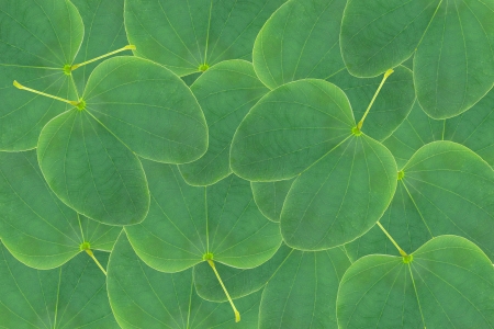 Orchid tree leaf green background