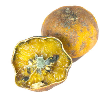rotten orange isolated on whiteの写真素材
