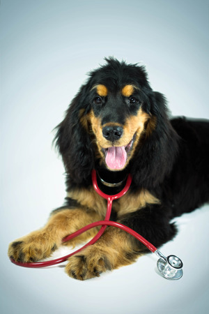 Cocker Spaniel dog and a stethoscopeの写真素材