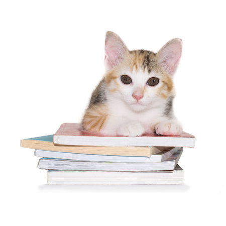 kitten sitting on pile of books on isolated white backgroundの写真素材