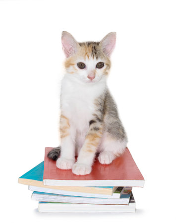 kitten sitting with pile of books on isolated white background の写真素材