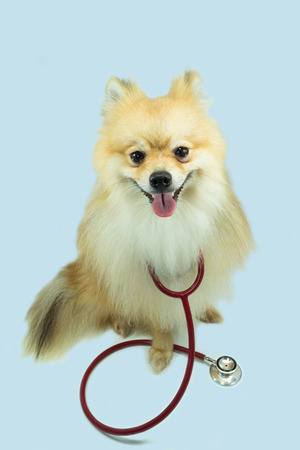Pomeranian and a stethoscopeの写真素材