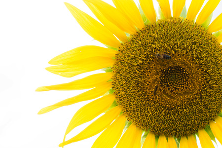 Isolated yellow sunflower and insectの写真素材