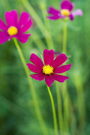 purple cosmos flowers in fieldの写真素材