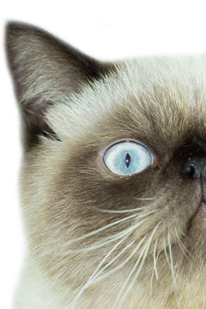 cats half of muzzle close up portrait on a white background の写真素材