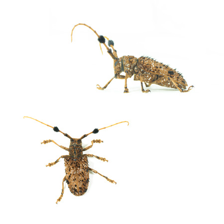 Aristobia horridula on white background の写真素材