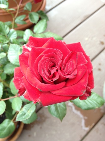double roseの写真素材