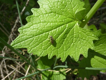 fly on a leafの写真素材