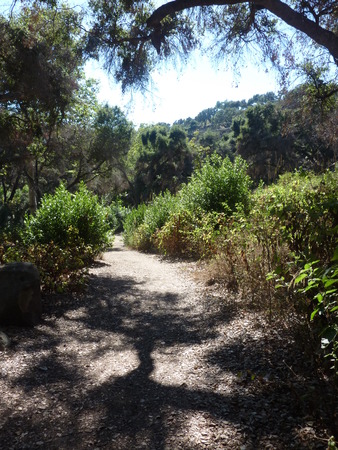 dirt path under the trees in the parkの写真素材