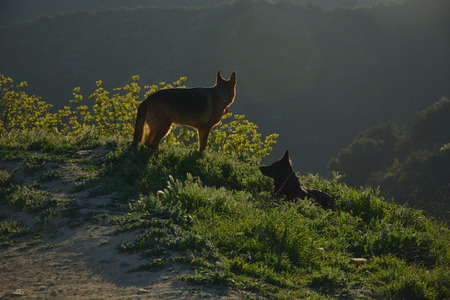 German Shepherds in the sunset