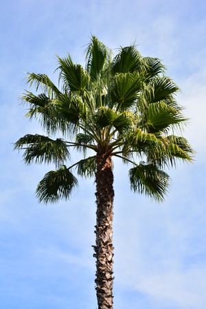 palm tree against the blue skyの写真素材